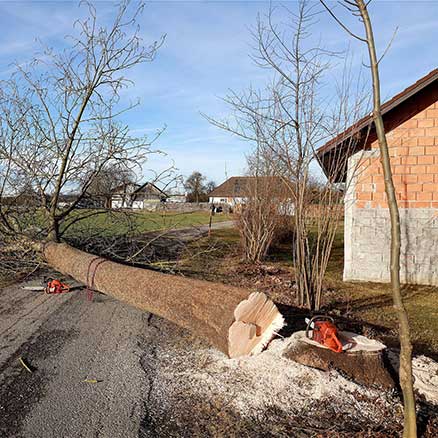 Baumfällungen in Wriezen Baumfällungen in Wriezen