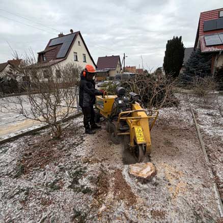 Stubben fräsen in Wriezen